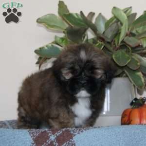 Blessing, Lhasa Apso Puppy